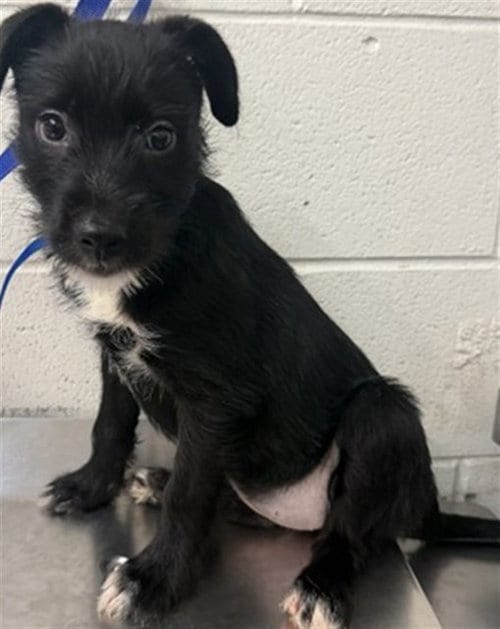 Photo of Rhianna, adoptable Terrier in San Bernardino, California