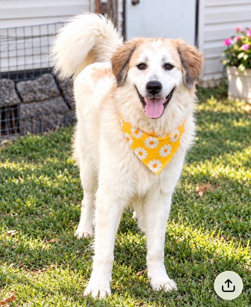 Photo of Betty, adoptable Great Pyrenees in Euless, Texas