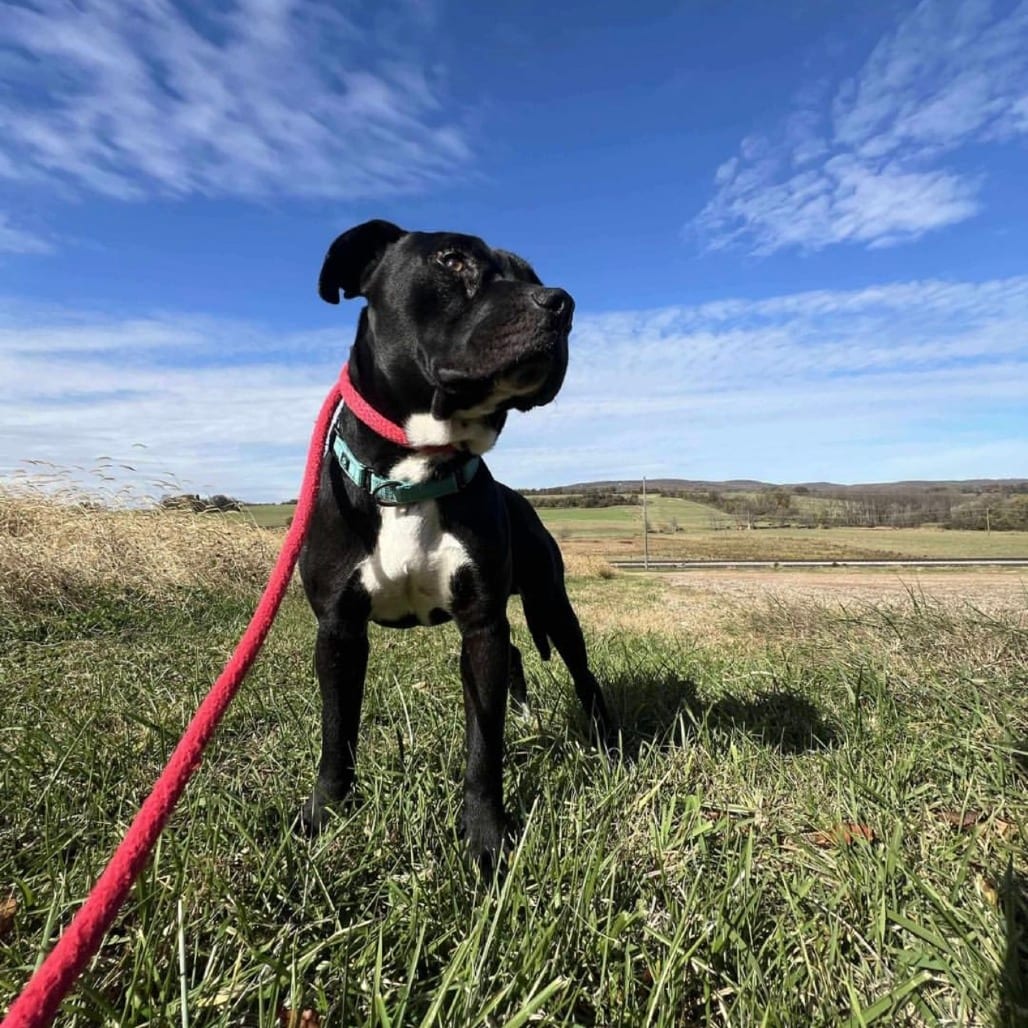 Photo of Elmer, adoptable Retriever, Labrador / Mix in Phoenix, Maryland
