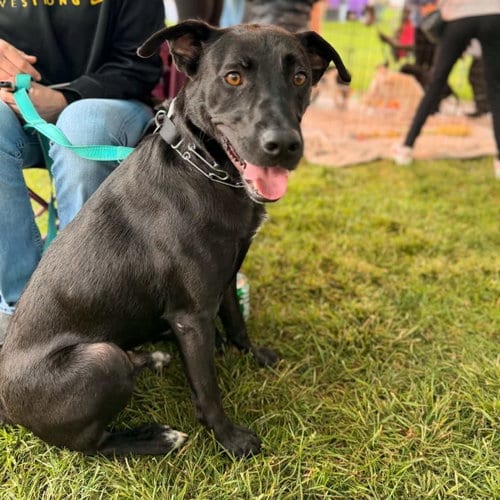 Photo of Raider, adoptable Labrador Retriever in New Oxford, Pennsylvania