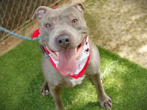 Photo of Jerome, adoptable Blue Lacy in Tallahassee, Florida
