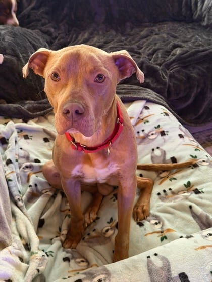 Photo of Max, adoptable dog in Auburn, Washington