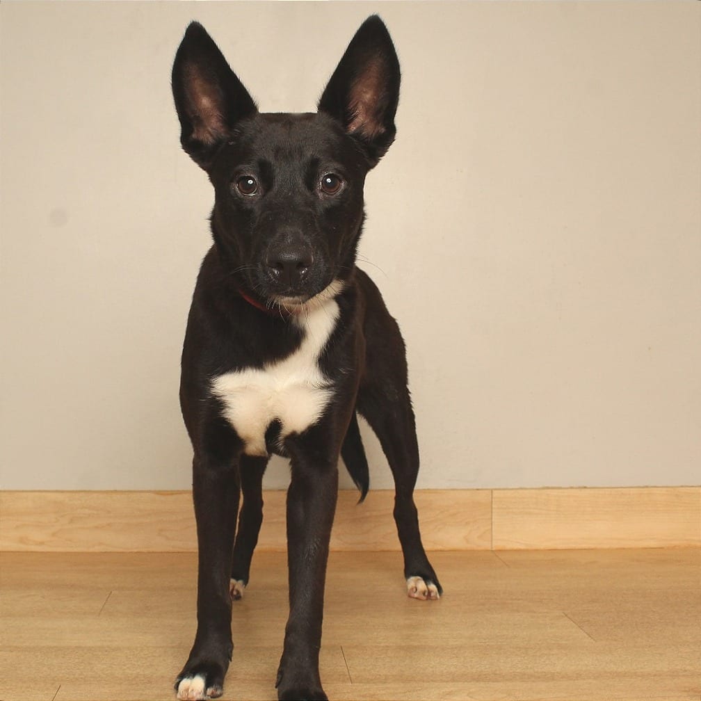 Photo of Pay Pay D71104, adoptable Terrier / Mixed Breed (Small) in Minnesota, Minnesota