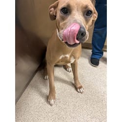 Photo of Lovely, adoptable American Pit Bull Terrier in Jurupa Valley, California