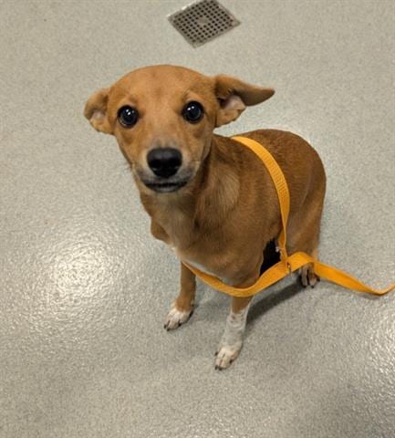 Photo of Carmen, adoptable Terrier in San Martin, California