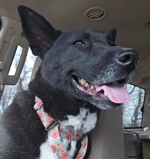 Photo of Lily Bloom, adoptable Shepherd in Brooklyn Center, Minnesota