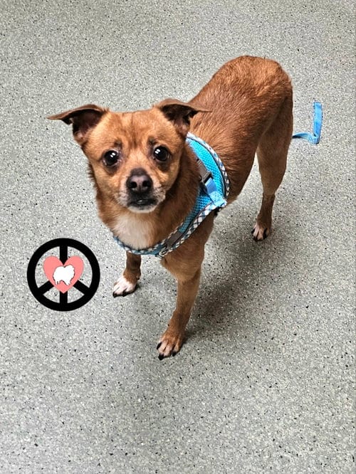 Photo of Socks, adoptable Chihuahua in Lebanon, Pennsylvania