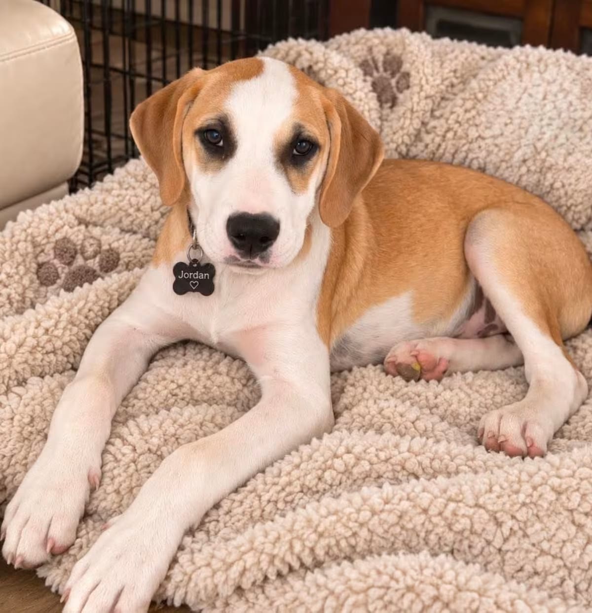 Photo of Jordan, adoptable Mixed Breed (Large)/Boxer in Phoenix, Arizona