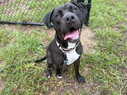 Photo of Baron, adoptable American Pit Bull Terrier in Ocala, Florida