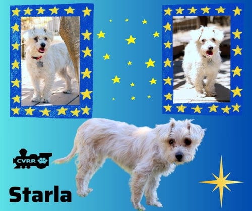 Photo of Starla, adoptable Silky Terrier in Lindsay, California