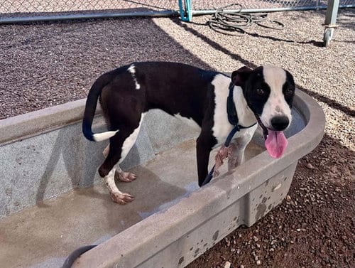 Photo of Doop, adoptable Pointer in Phoenix, Arizona
