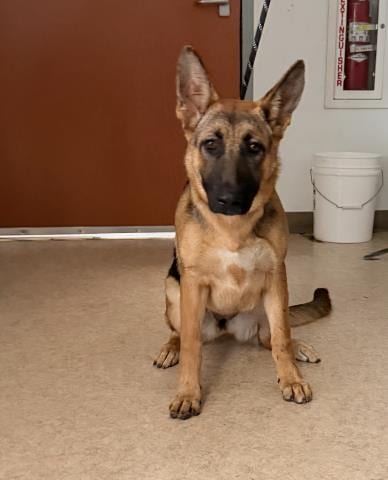 Photo of Lola, adoptable German Shepherd Dog in San Pedro, California