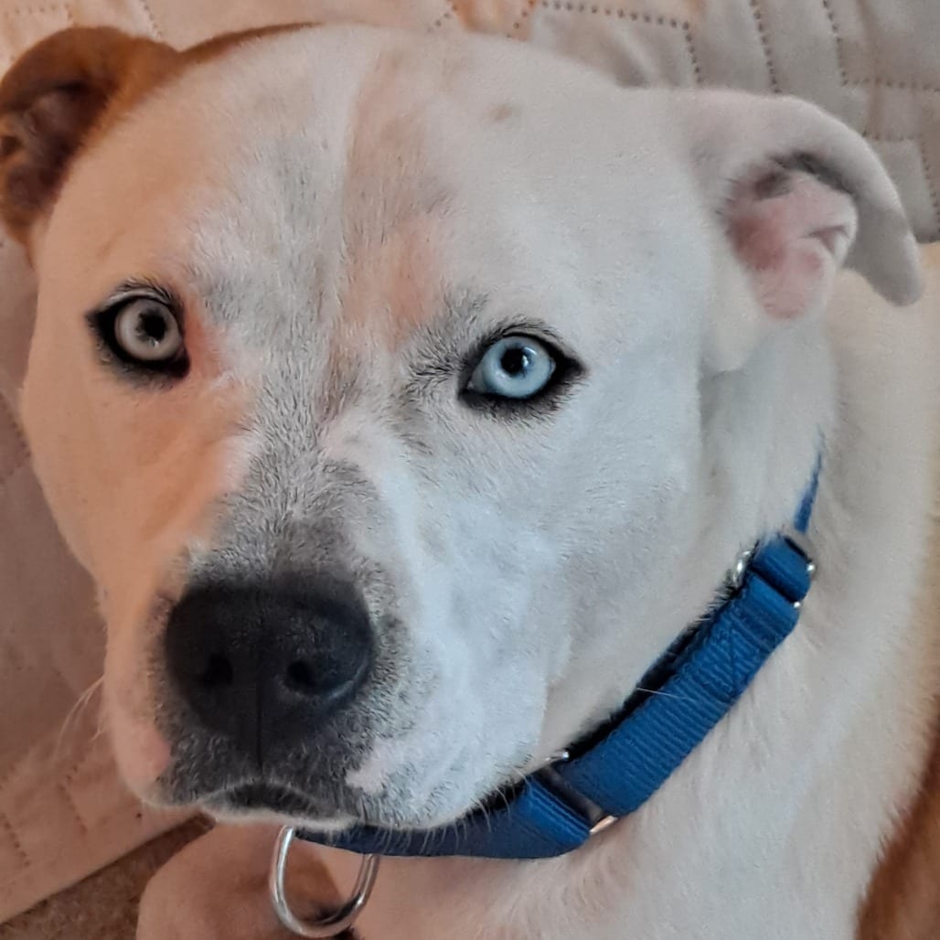 Photo of Pluto, adoptable Terrier, Pit Bull / Mix in Dallas, Texas