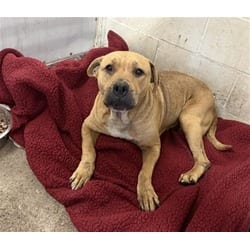 Photo of Petunia, adoptable American Pit Bull Terrier in San Bernardino, California