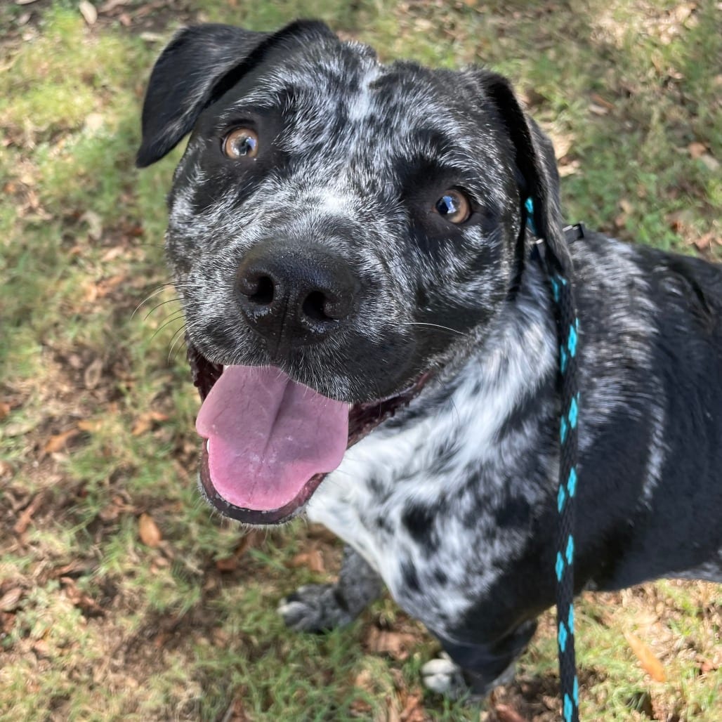 Photo of Benji, adoptable Catahoula Leopard Dog / Mix in Houston, Texas