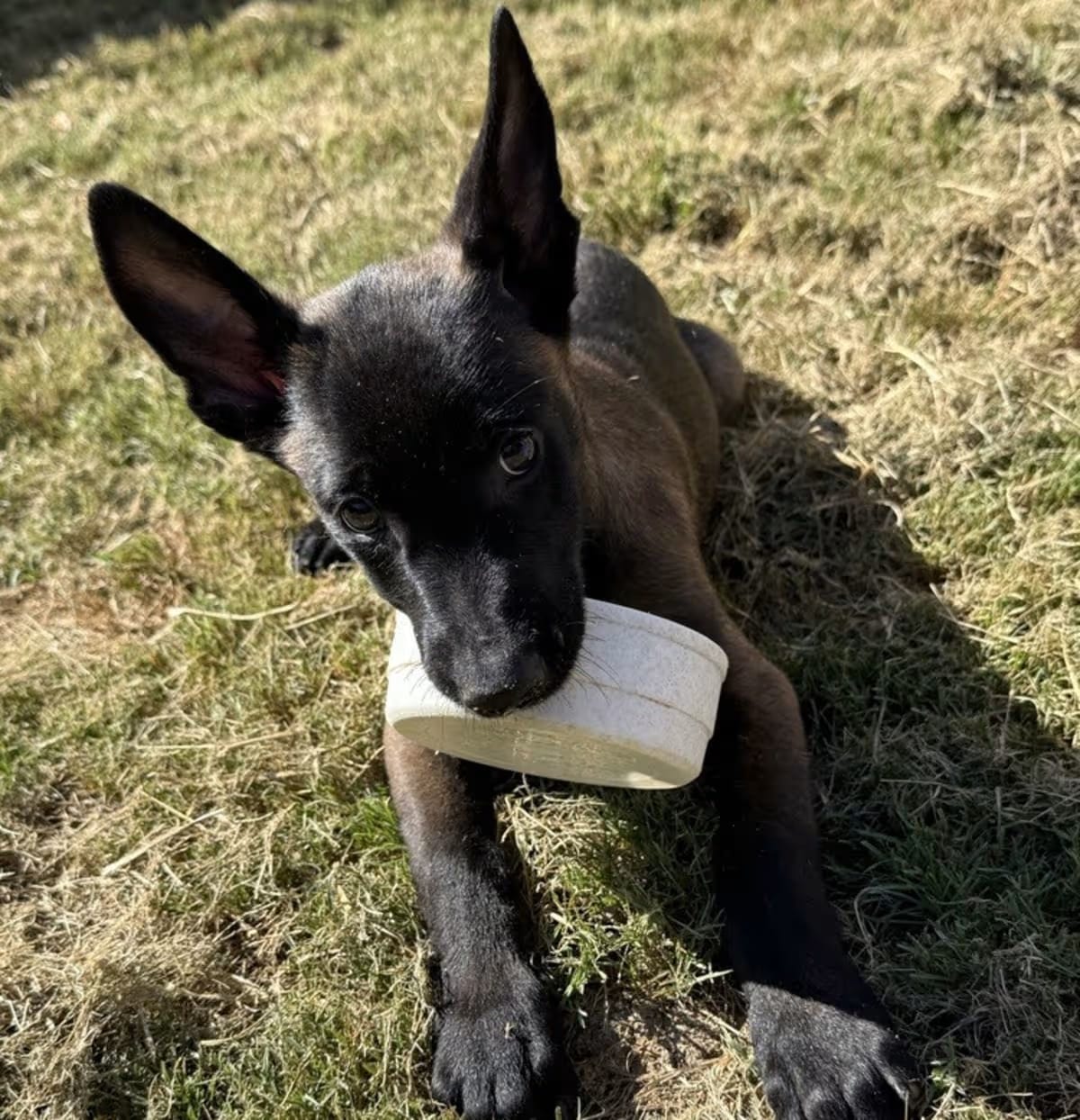 Photo of Elements Litter - Argon - Located in New York, adoptable Belgian Malinois in Imlay City, Michigan
