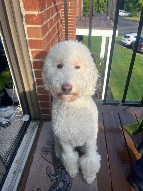 Photo of Pixie, adoptable Poodle (Standard) in Cincinnati, Ohio