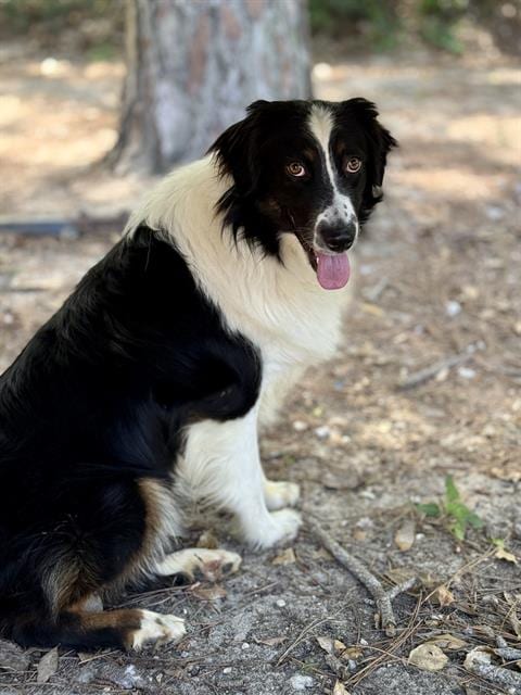 Photo of Piper, adoptable Australian Shepherd in Fort Walton Beach, Florida