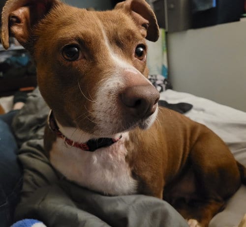 Photo of Lucita, adoptable Dachshund in Brooklyn Center, Minnesota