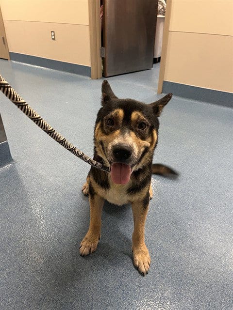 Photo of BO, adoptable Labrador Retriever in Pearland, Texas