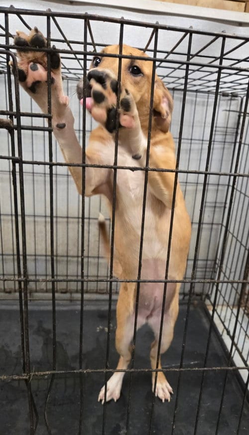 Photo of Coco, adoptable American Pit Bull Terrier in Jackson, Mississippi