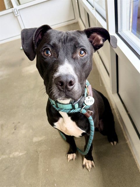 Photo of Jasai, adoptable Pit Bull Terrier in Forestville, Maryland