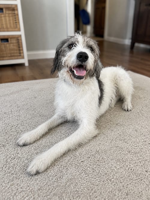 Photo of Corky, adoptable Poodle (Standard) in Sussex, New Jersey