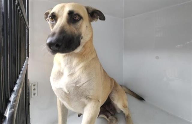 Photo of Senior German Shepherd Dog mix, adoptable German Shepherd Dog mix in Houston, Texas