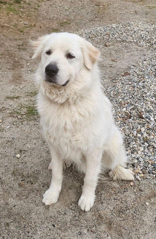 Photo of Henry, adoptable Great Pyrenees in Croydon, New Hampshire