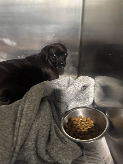 Photo of Fluttershy, adoptable Chihuahua in Bakersfield, California