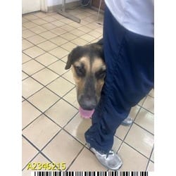 Photo of Stack, adoptable Mixed Breed (Medium) in West Palm Beach, Florida