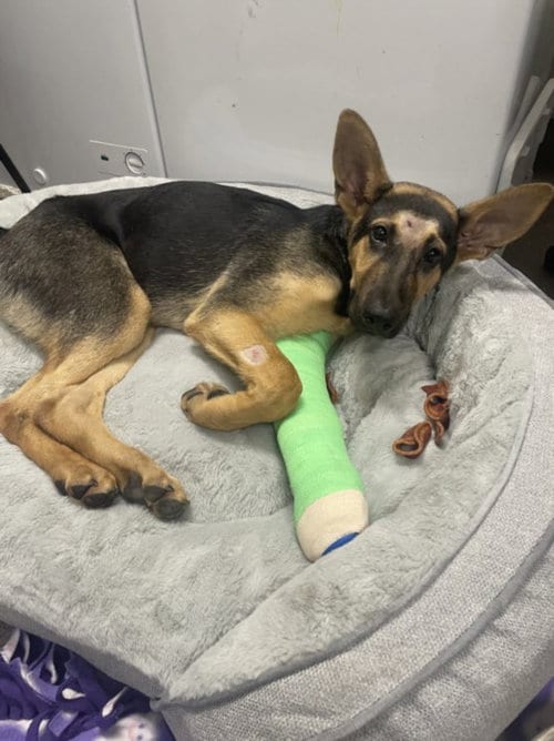 Photo of Rowdy, adoptable German Shepherd Dog in Tracy, California