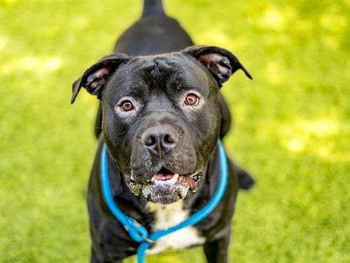 Photo of Rocket, adoptable Pit Bull Terrier in San Jose, California