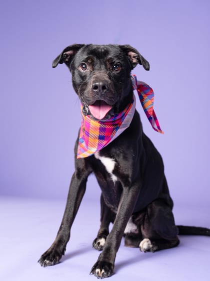 Photo of Jeffy, adoptable dog in Atlanta, Georgia