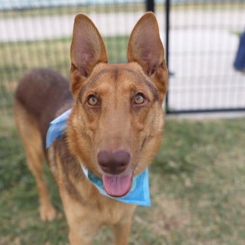 Photo of June, adoptable German Shepherd Dog in San Antonio, Texas