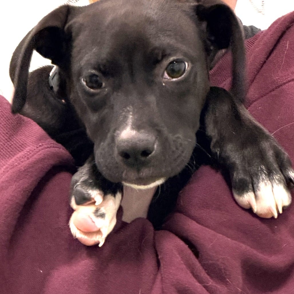 Photo of Polar Bear, adoptable Mixed Breed (Medium) in Dayton, Ohio