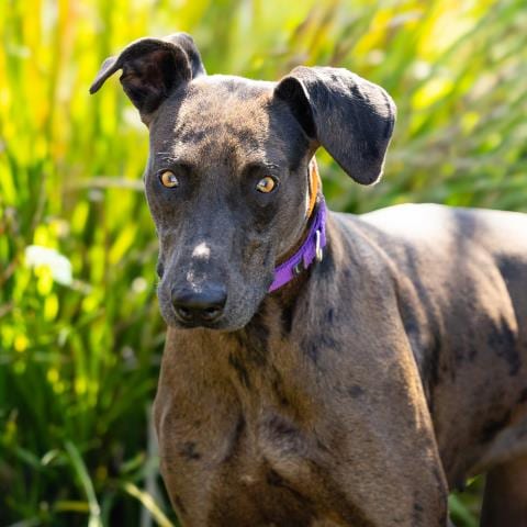 Photo of Big Mama, adoptable Great Dane in Camarillo, California