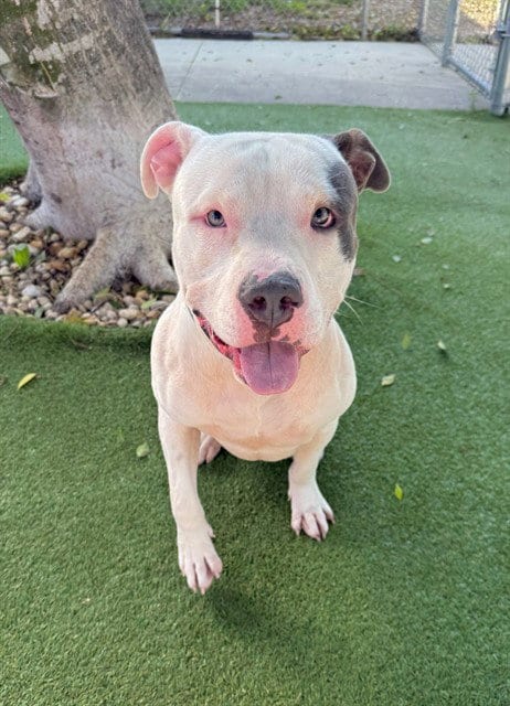 Photo of Batman, adoptable American Staffordshire Terrier in Fort Myers, Florida