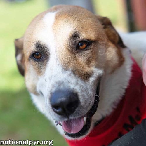 Photo of Buster in CT - Energetic Love-Bug, adoptable Great Pyrenees in Beacon, New York