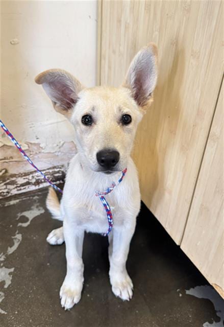 Photo of Silvi, adoptable German Shepherd Dog in Camarillo, California