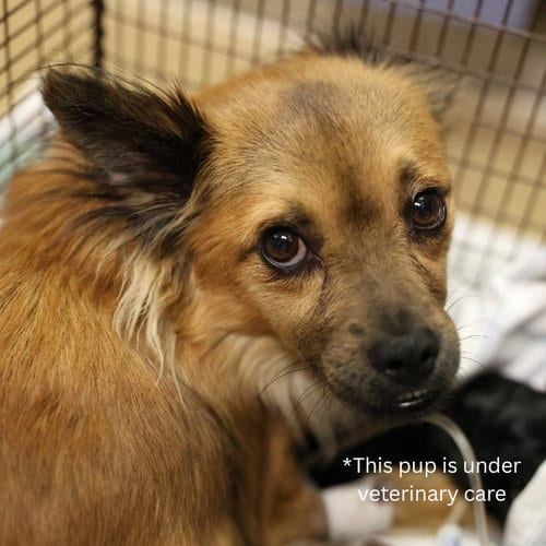 Photo of Chakita, adoptable Terrier in San Antonio, Texas