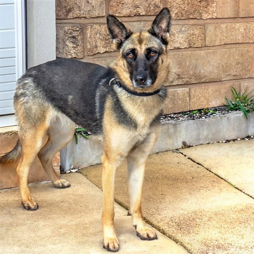 Photo of Boulder, adoptable German Shepherd Dog in St Louis, Missouri