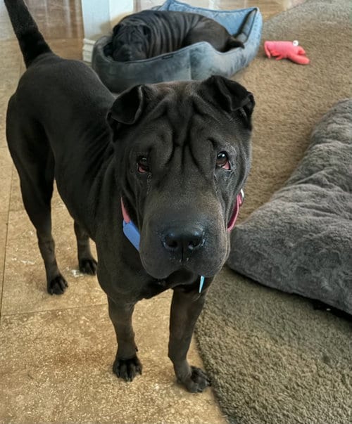 Photo of Daisy (Calif), adoptable Chinese Shar-Pei in Tucson, Arizona