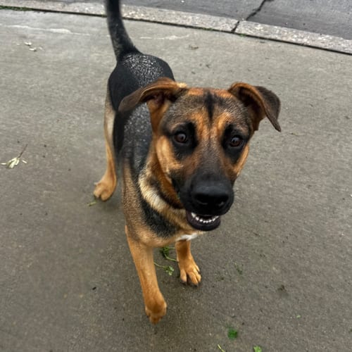 Photo of Sundance, adoptable German Shepherd Dog in Newport Beach, California