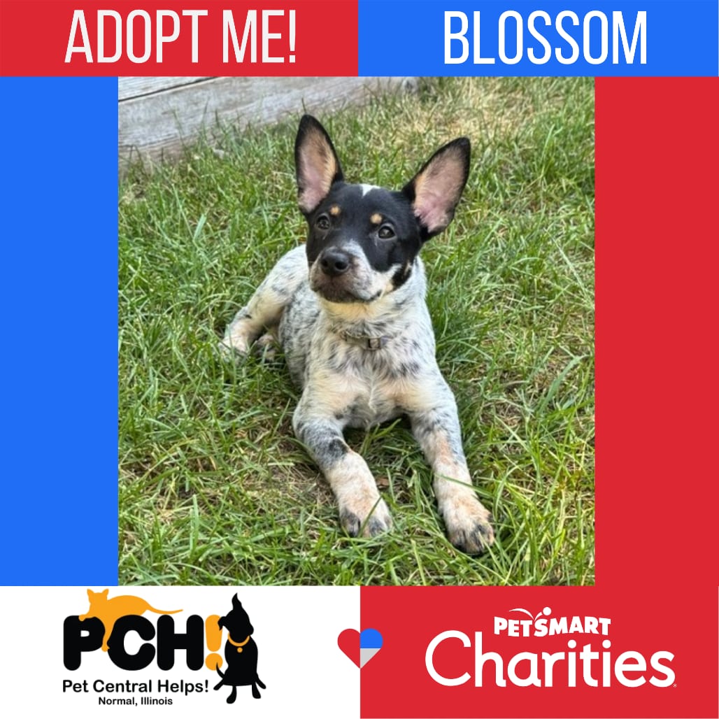 Photo of Blossom, adoptable Pinscher, Miniature / American Blue Heeler in Normal, Illinois