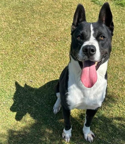 Photo of Buddy, adoptable Akita in Redlands, California