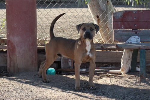 Photo of Drew, adoptable Pit Bull Terrier in El Centro, California