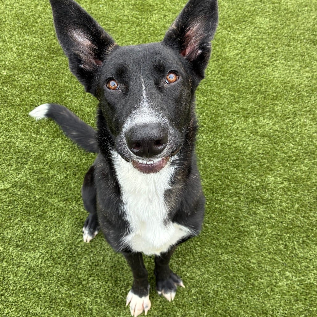 Photo of Elsa, adoptable Shepherd / Mix in Spartanburg, South Carolina