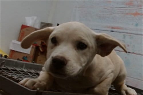 Photo of Ivey, adoptable Labrador Retriever in San Bernardino, California