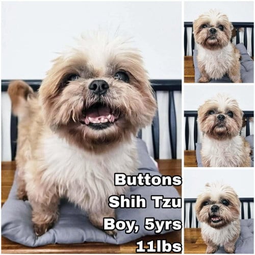 Photo of Buttons from Korea, adoptable Shih Tzu in Federal Way, Washington